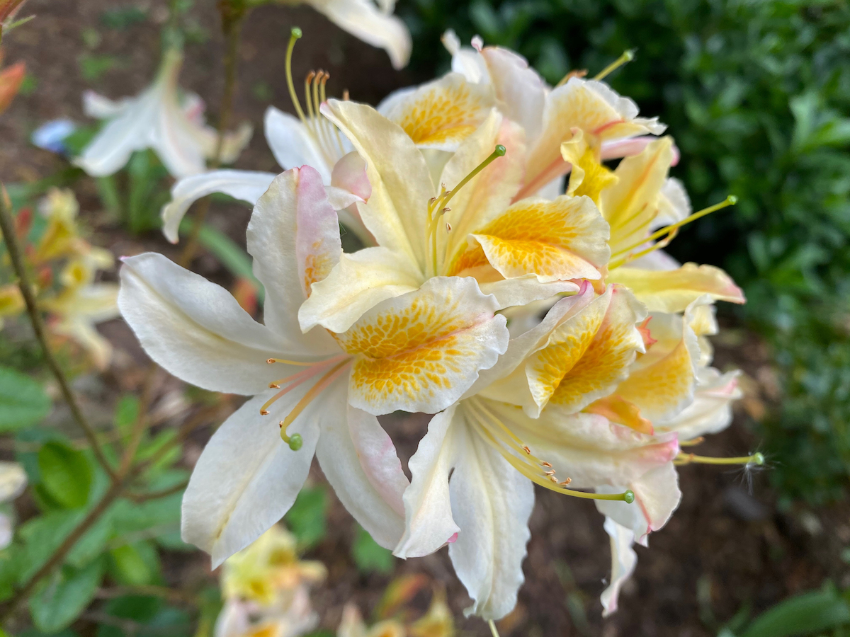Unknown hybrid